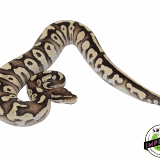 Orange Dream Mystic Fire Ball Python