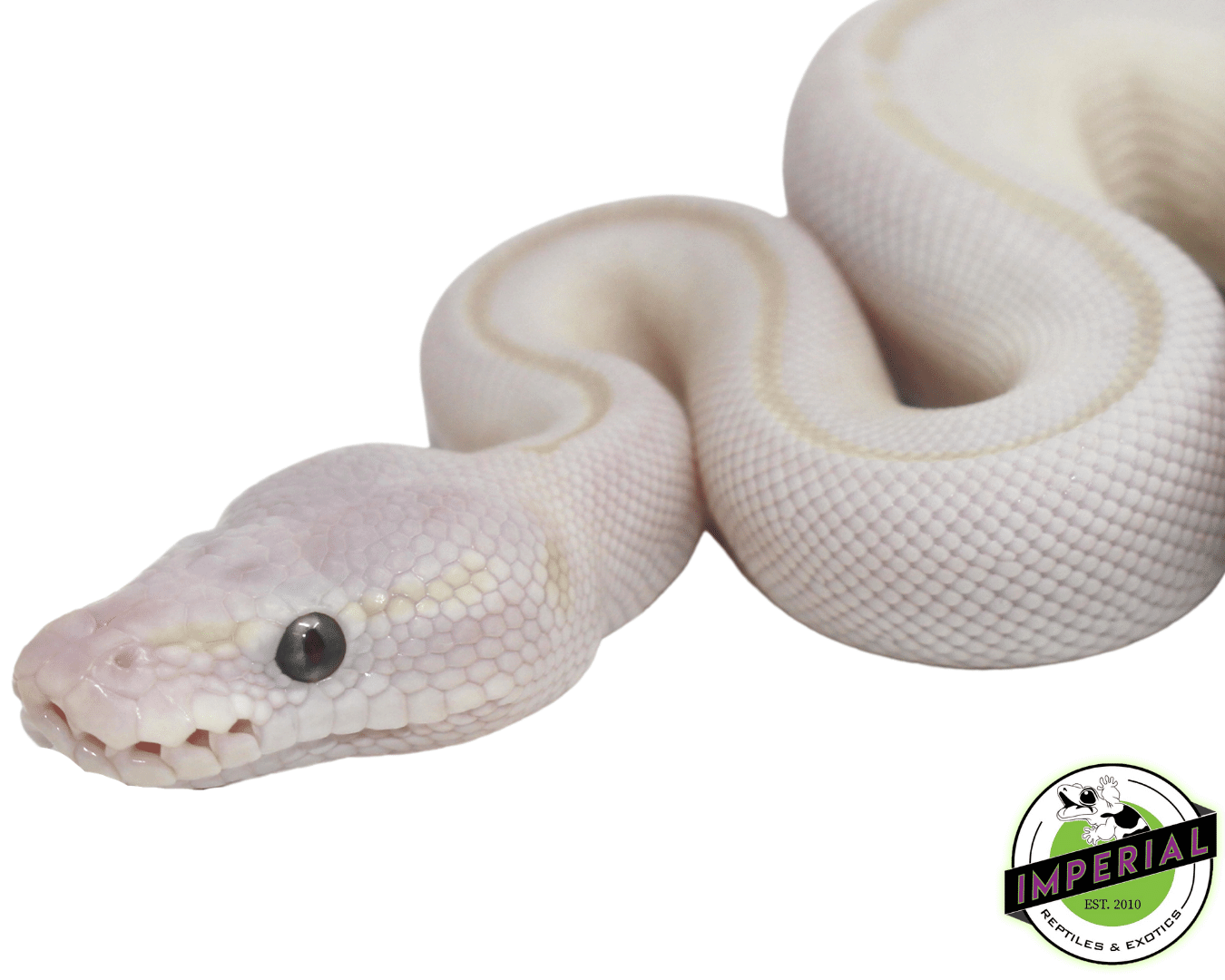 Blue Eyed Lucy Ball Python - Image 2