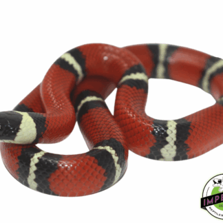 Nelson's Milk Snake Baby