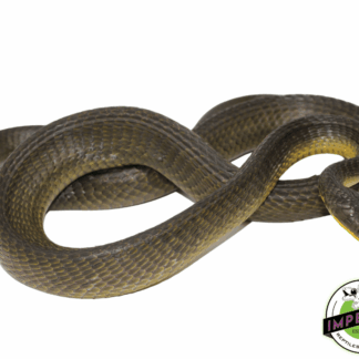 Neotropical Bird Snake (Pseustes poecilonotus polylepis)