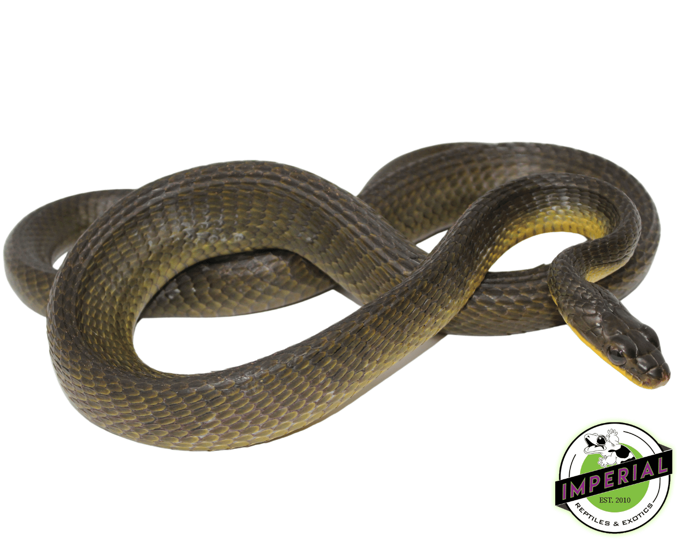 Neotropical Bird Snake (Pseustes poecilonotus polylepis)