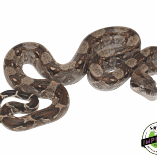 Central American Boa Baby