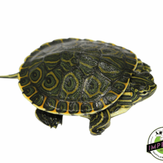 Nicaraguan Slider Baby