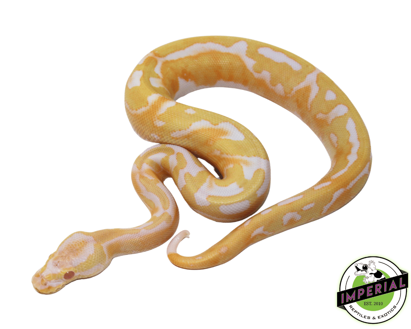 Albino Pied Ball Python (High Pattern) Baby - Image 2