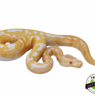Albino Pied Ball Python (High Pattern) Baby
