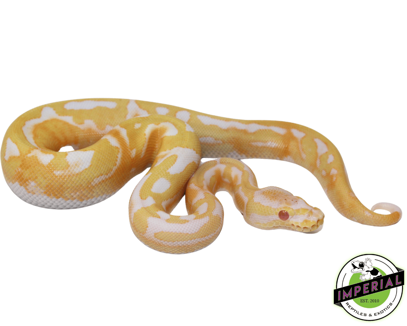 Albino Pied Ball Python (High Pattern) Baby