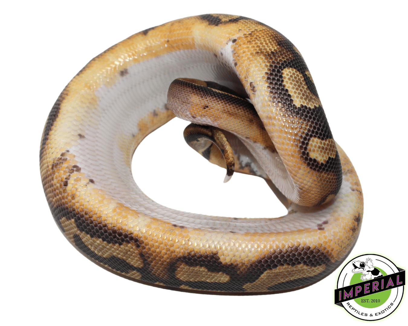 Pied (Full Pattern) Ball Python Baby - Image 2