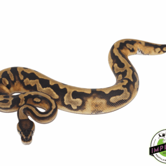 Pied (Full Pattern) Ball Python Baby