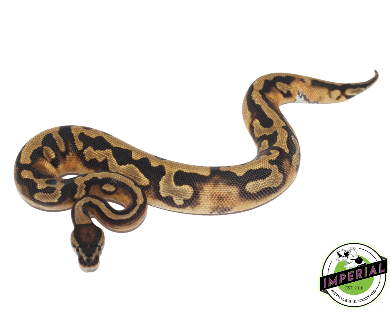 Pied (Full Pattern) Ball Python Baby