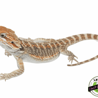 Bearded Dragon Juveniles