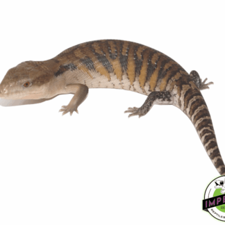 Northern Blue Tongue Skink Baby