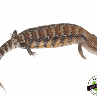 Northern Blue Tongue Skink Adult