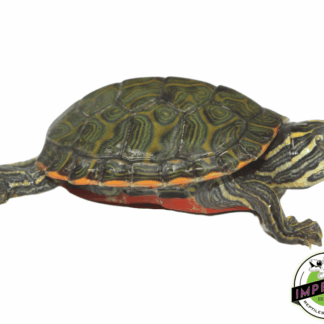 Northern Red Belly Cooter Baby