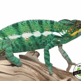 Nosy Be Panther Chameleon