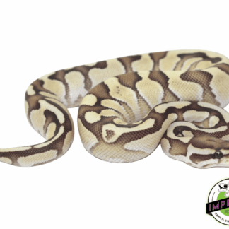 Nuclear Ball Python
