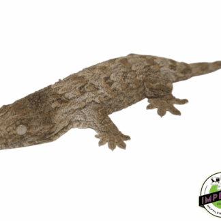 Nuu Ana Leachianus Gecko Baby