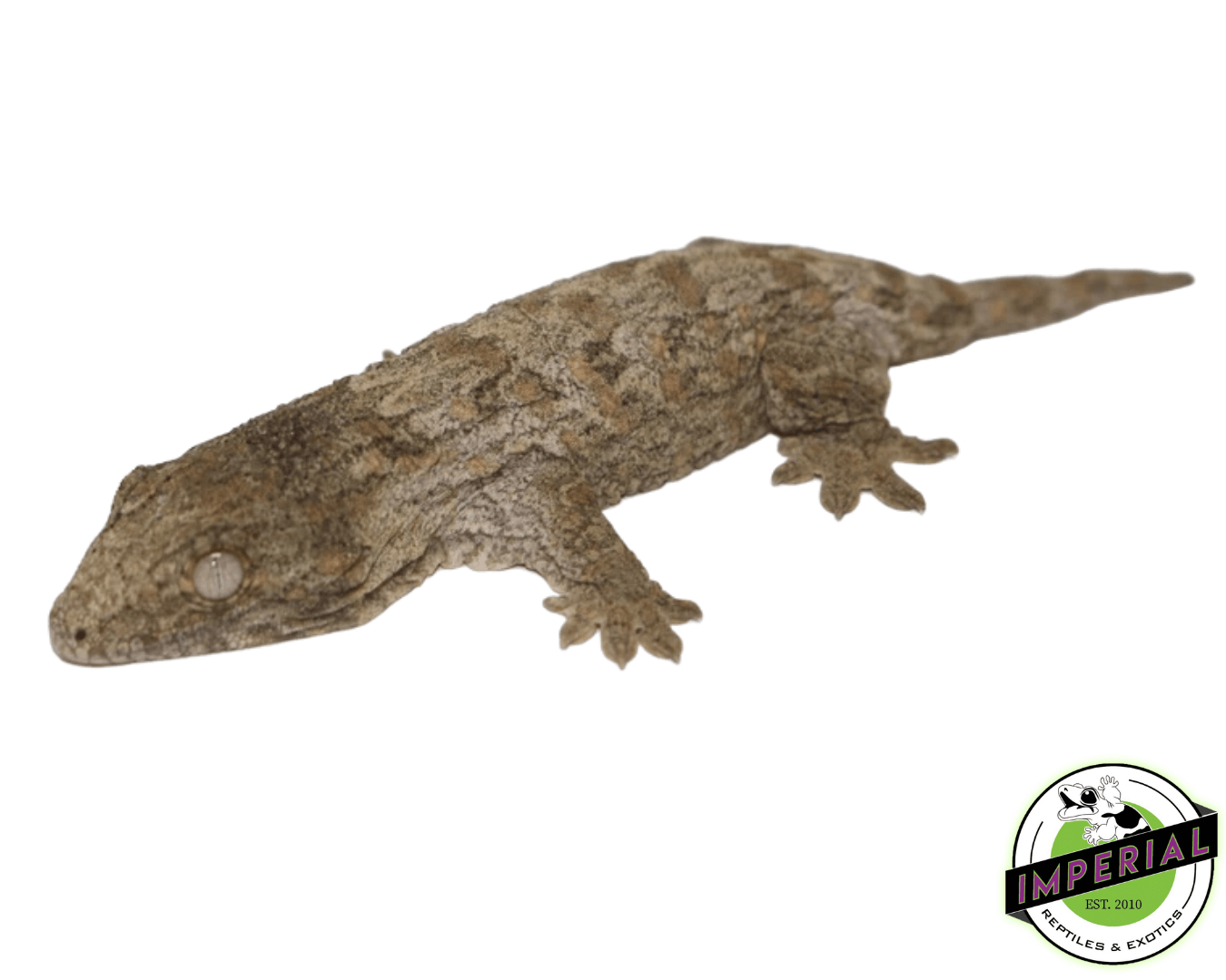 Nuu Ana Leachianus Gecko Baby