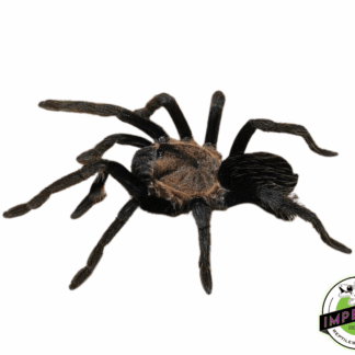 Aphonopelma sp. "Oaxaca" Tarantula