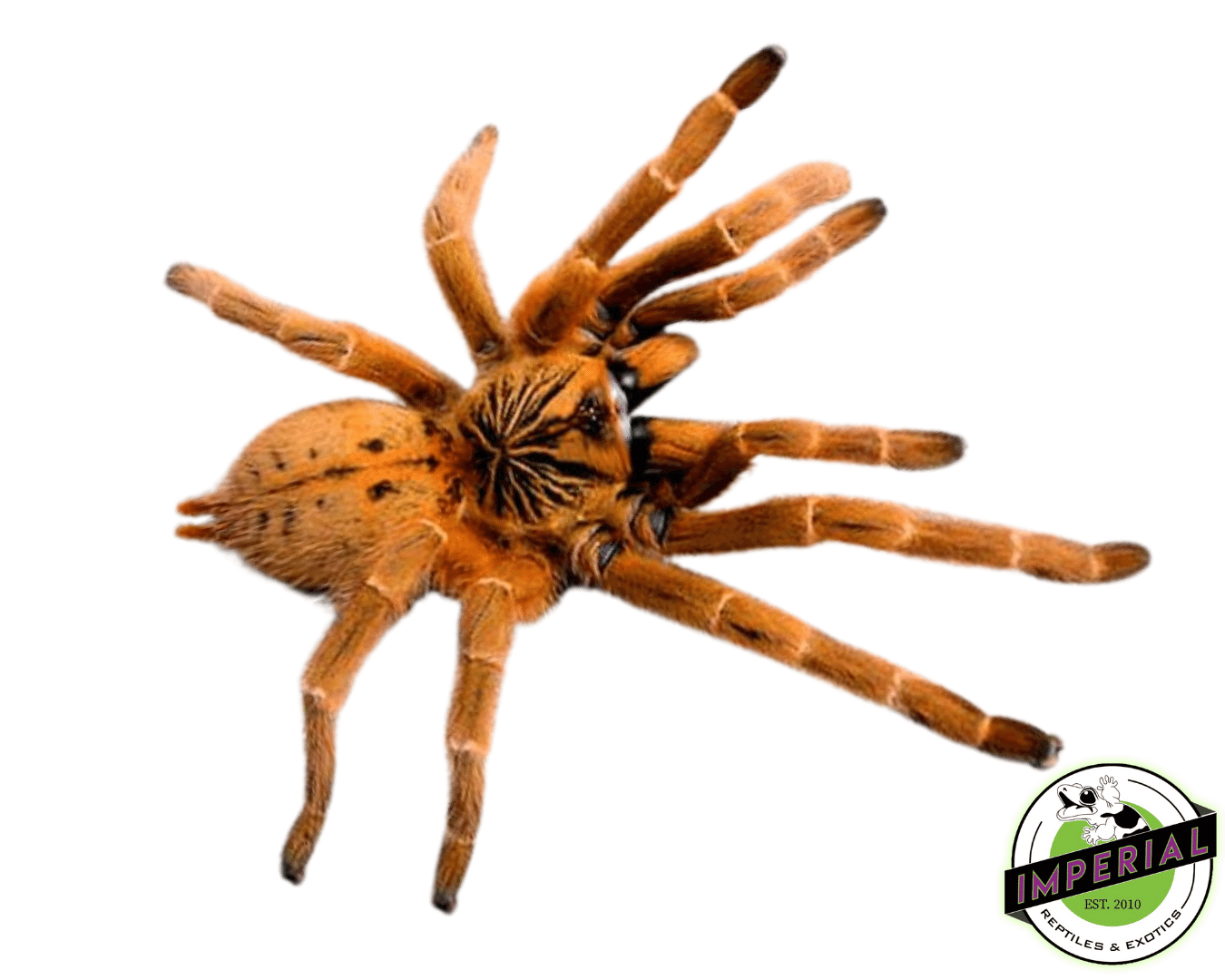 Orange Starburst Baboon Tarantula "OBT" (Pterinochilus murinus)