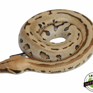 Ocelot Borneo Short Tail Python Baby