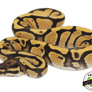 Orange Dream Ball Python Baby