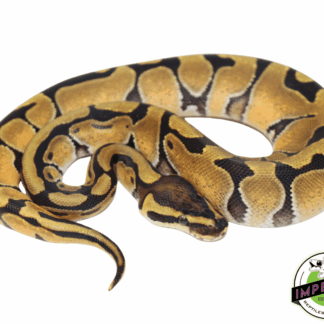 Orange Dream Enchi Ball Python