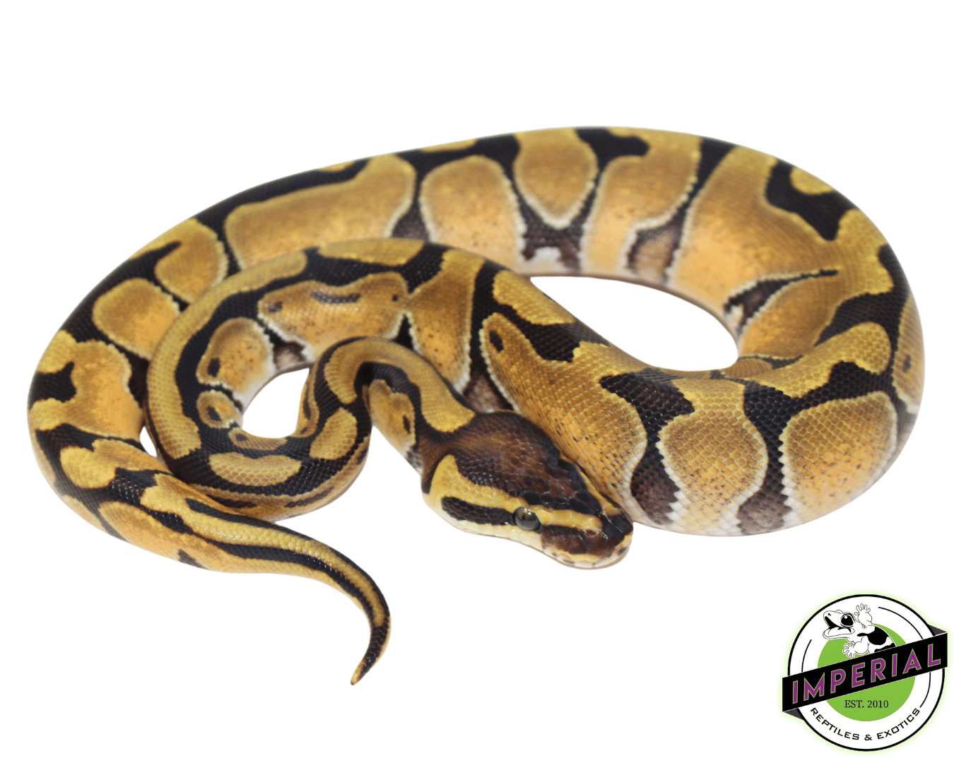 Orange Dream Enchi Ball Python