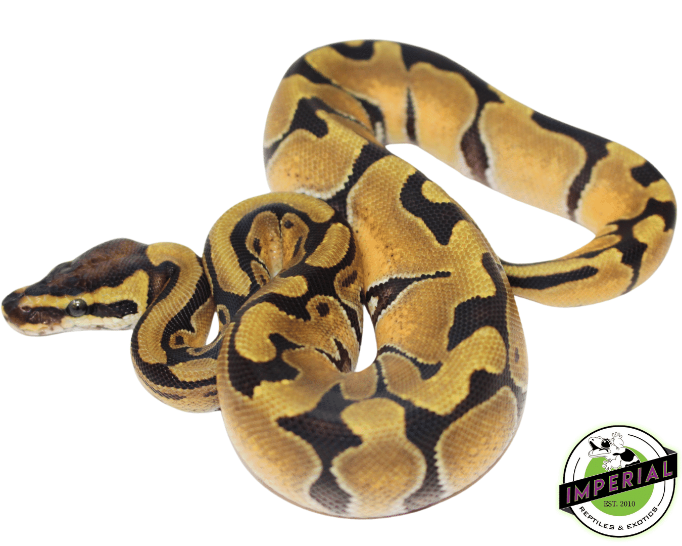 Orange Dream Enchi Ball Python - Image 2