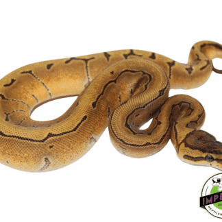Orange Dream Enchi Pinstripe Ball Python