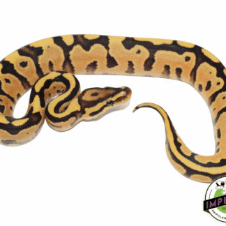 Orange Dream Fire Yellowbelly Ball Python Baby