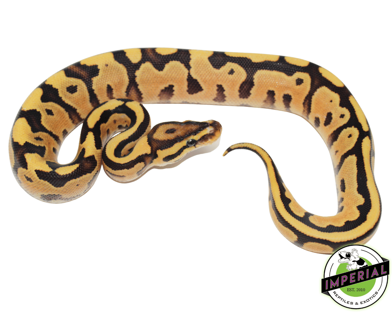 Orange Dream Fire Yellowbelly Ball Python Baby