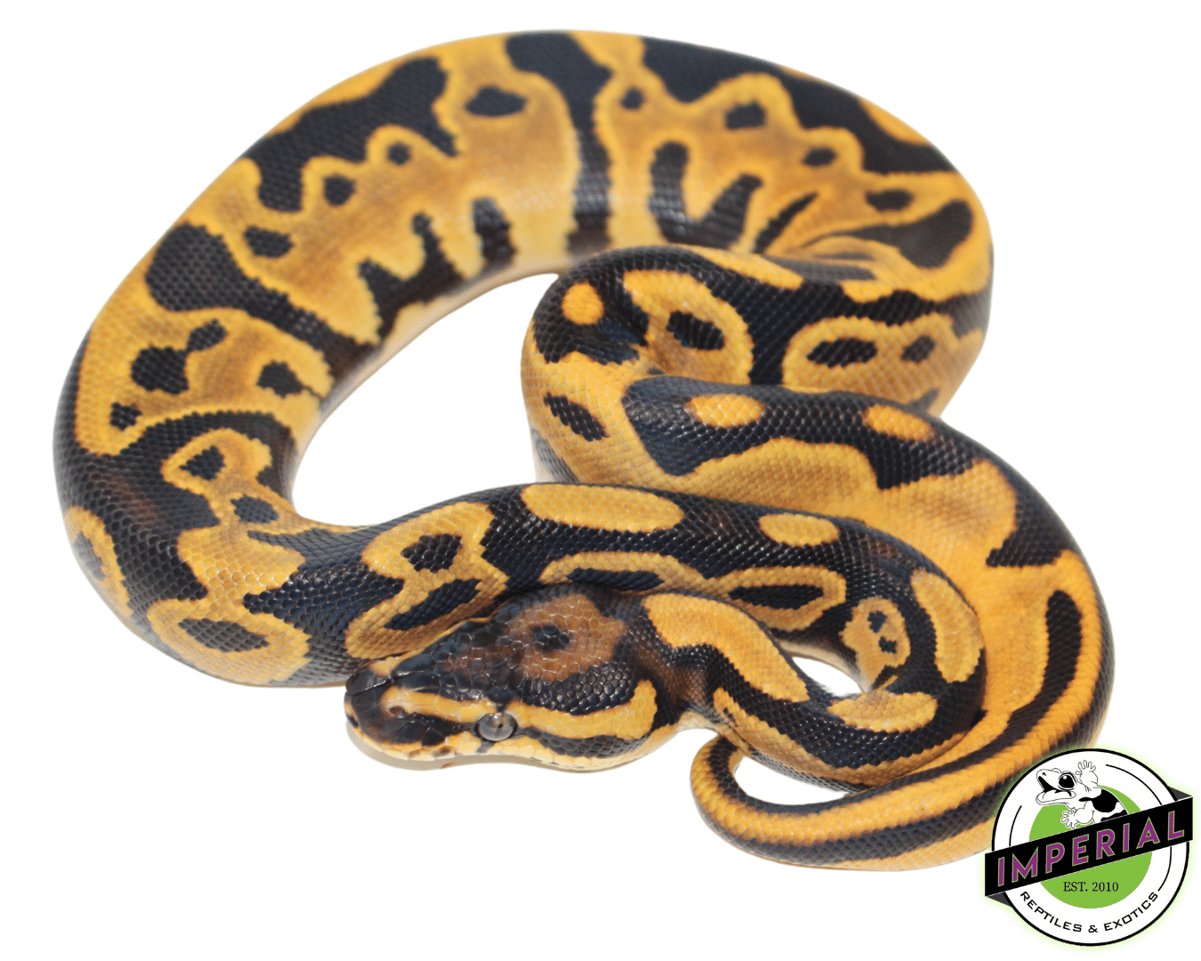 Leopard Orange Dream Yellowbelly Ball Python - Image 2