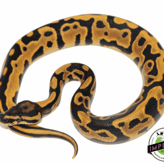 Leopard Orange Dream Yellowbelly Ball Python
