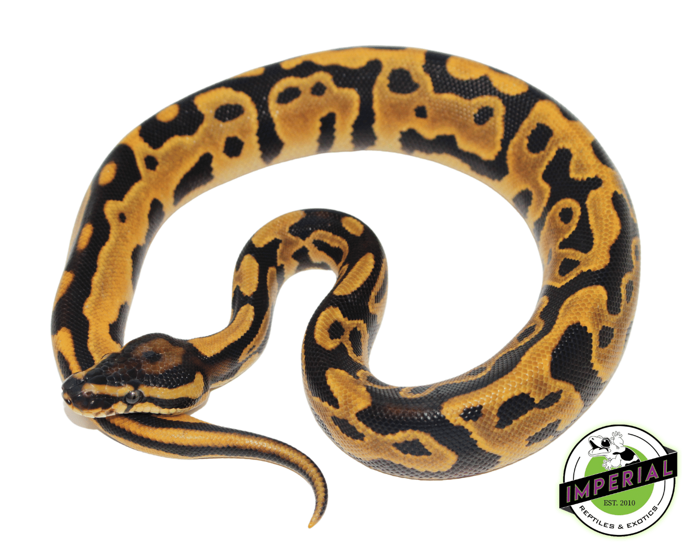 Leopard Orange Dream Yellowbelly Ball Python