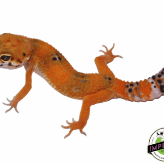 OG Leopard Gecko