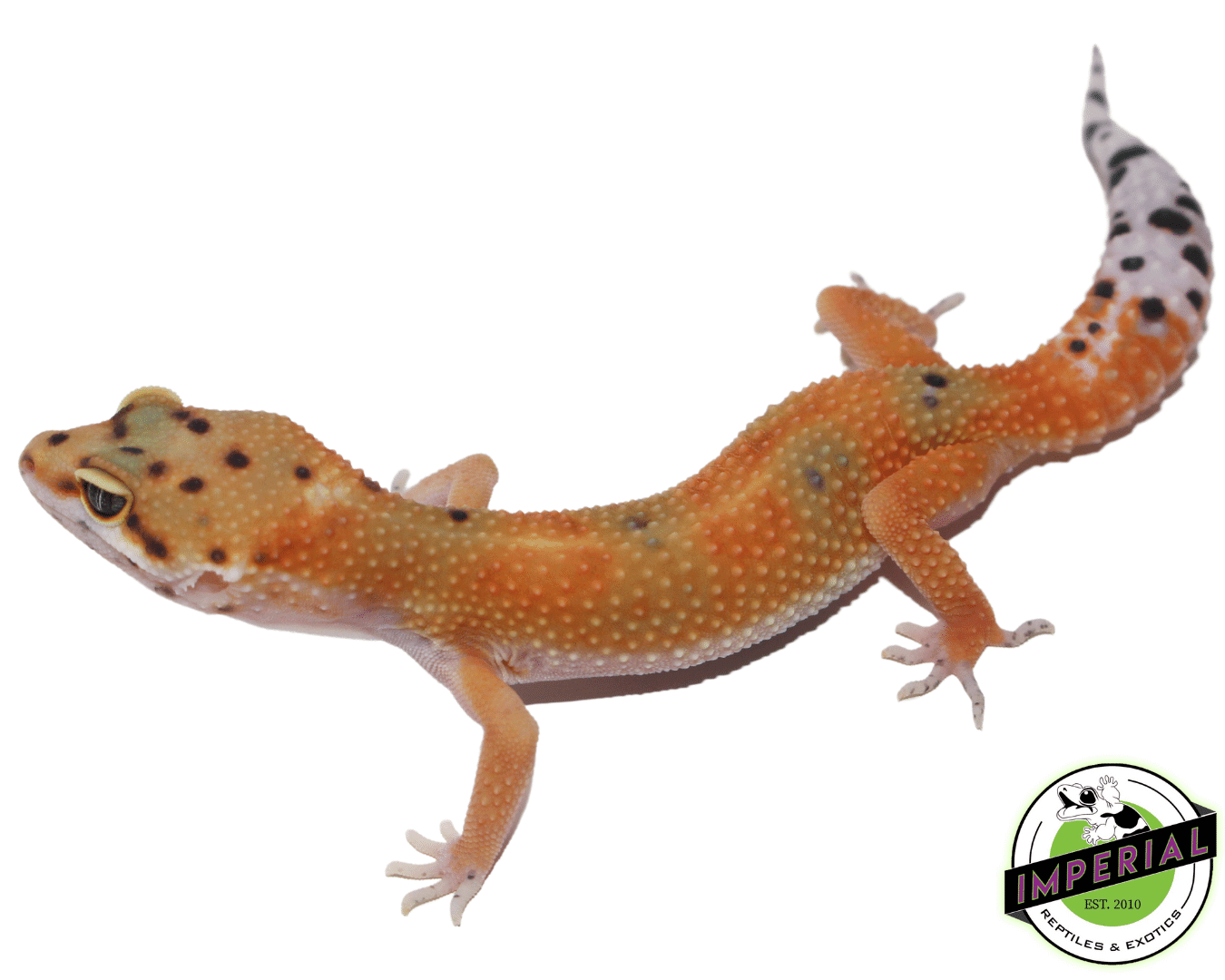 OG Leopard Gecko - Image 2