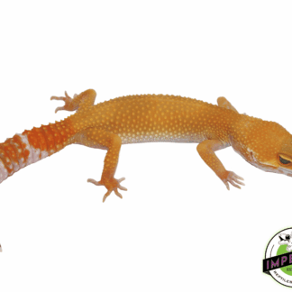 OG Sunglow Leopard Gecko Adult