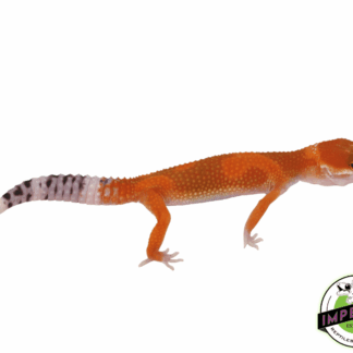 OG Tangerine Leopard Gecko Baby