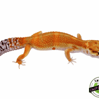 OG Tangerine Leopard Gecko Adult Female (#32323-01)