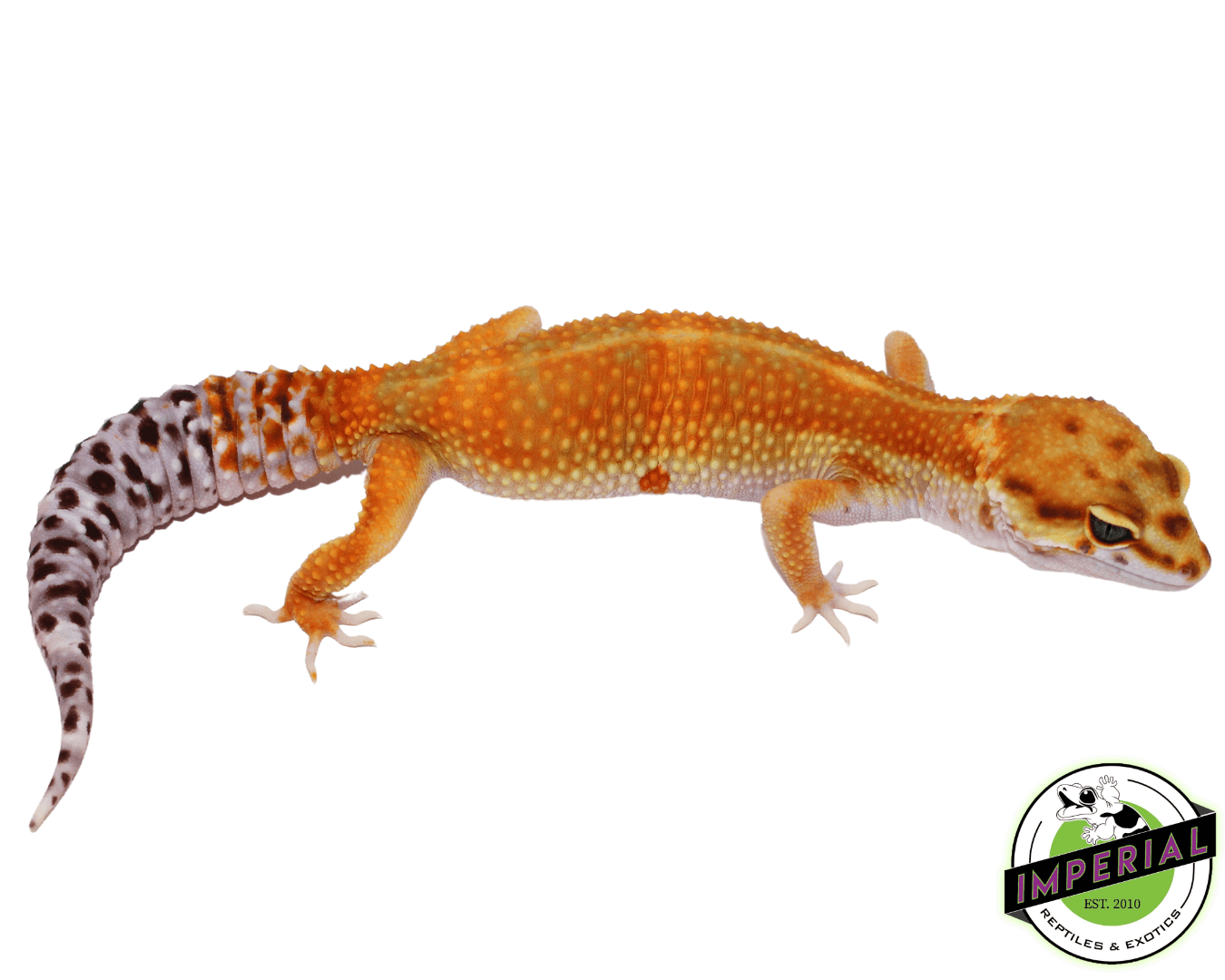 OG Tangerine Leopard Gecko Adult Female (#32323-01)