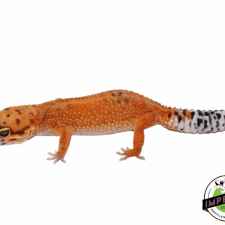OG Tangerine Leopard Gecko Adult Female (#32323-02)