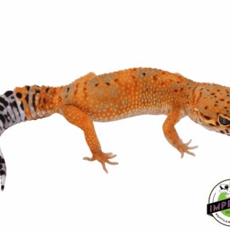 OG Tangerine Leopard Gecko Adult Female (#32323-03)