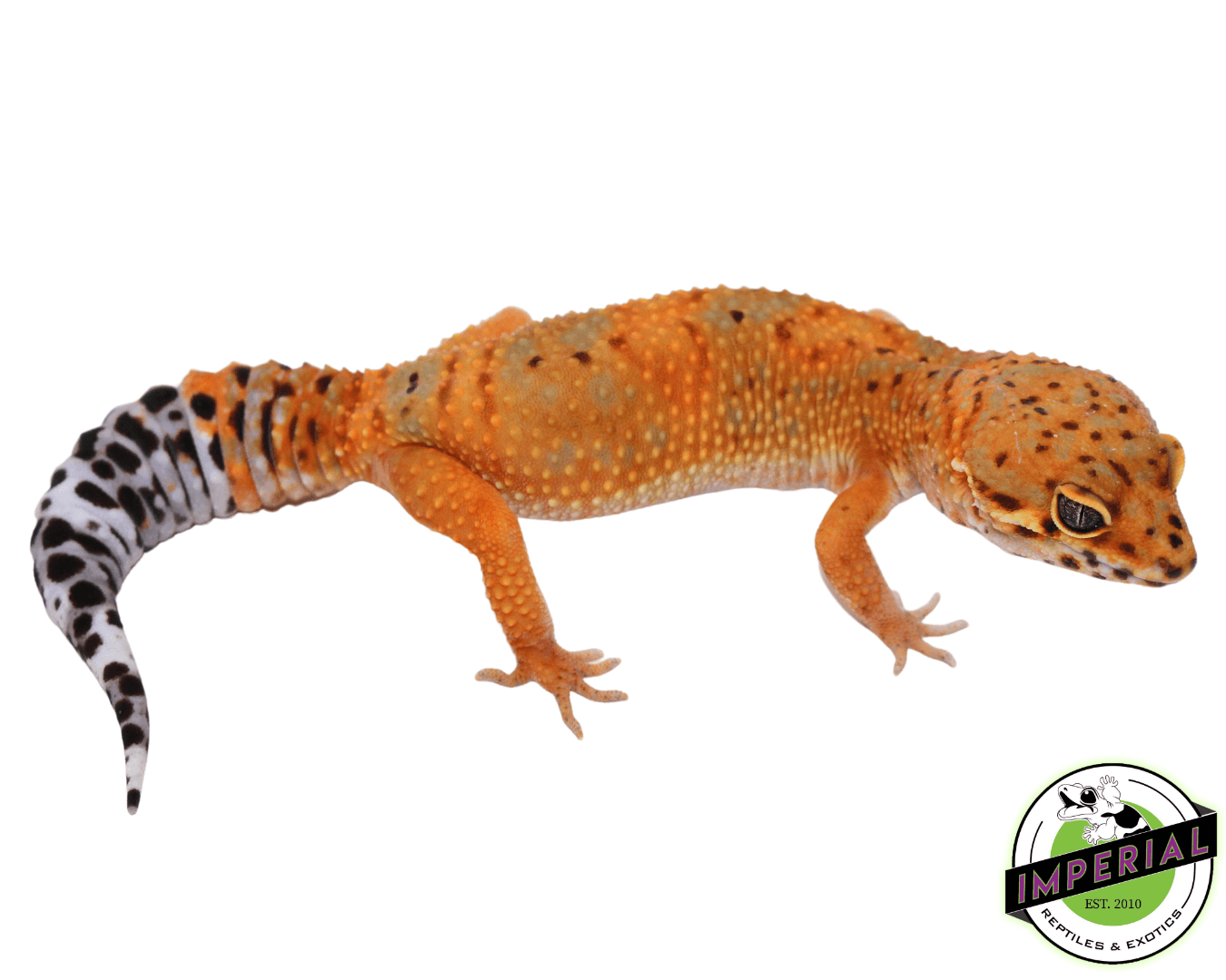 OG Tangerine Leopard Gecko Adult Female (#32323-03)