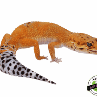 OG Tangerine Leopard Gecko Adult Female (#32323-05)