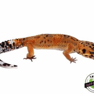 Ink Spot OG Tangerine Leopard Gecko Adult (#32323-06)