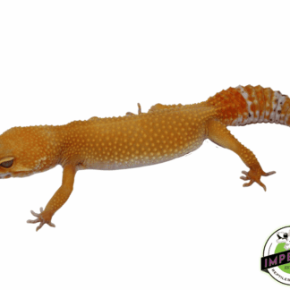 OG Tremper Sunglow Leopard Gecko Adult Female
