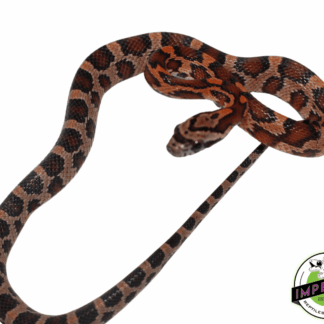 Okeetee Corn Snake Baby