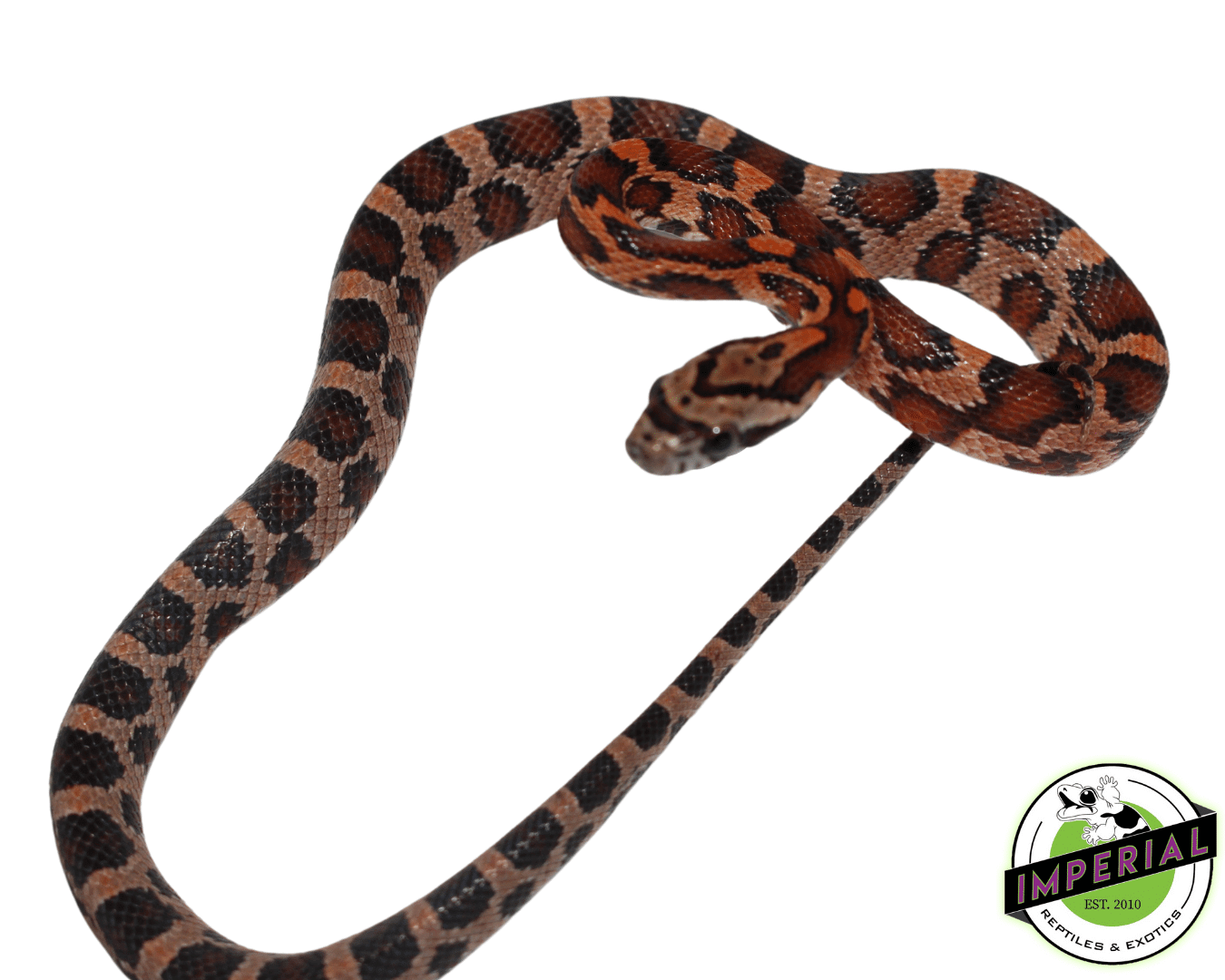 Okeetee Corn Snake Baby