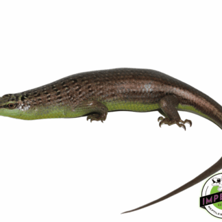 Olive Tree Skink