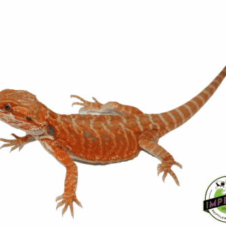 Orange Leatherback Hypo Bearded Dragon Male (#61523-03)